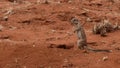 Cape ground squirrel Xerus inauris,