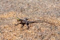 Namib rock agama Namibia Africa wildlife Royalty Free Stock Photo