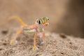 A Namib sand gecko, lizard