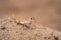 A Namib sand gecko, lizard