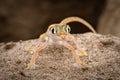 A Namib sand gecko, lizard