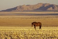 Namib wild horses, feral horses in a desert, walking into the sun Royalty Free Stock Photo