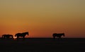 Namib wild horses, feral horses in a desert, walking into the sun Royalty Free Stock Photo