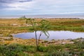 Namibia, Africa, savannah at sunrise Royalty Free Stock Photo