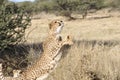 Namibia: Cheetah jumping in the Conservation Fund CCF reserve