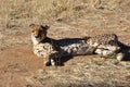 A Cheetah relaxing at the Cheetah Conservation Projekt CCF nea