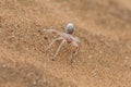 Namibia, dancing white lady spider Royalty Free Stock Photo