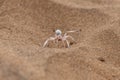 Namibia, dancing white lady spider Royalty Free Stock Photo