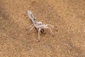 Namibia, dancing white lady spider Royalty Free Stock Photo