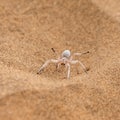 Namibia, dancing white lady spider Royalty Free Stock Photo