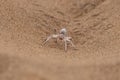 Namibia, dancing white lady spider Royalty Free Stock Photo