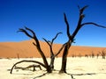 Namibia, Dead Vlei with scattered trees