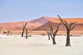 Namibia. Deadvlei clay pan. Namib Naukluft National Park. A dried out dead camel thorn (Vachellia erioloba