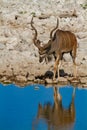 Kudu namibia deserts and nature in national parks Royalty Free Stock Photo