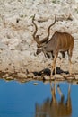 Kudu namibia deserts and nature in national parks Royalty Free Stock Photo
