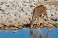 Kudu namibia deserts and nature in national parks Royalty Free Stock Photo