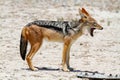 Jackal mamal of africa namibia deserts and nature in national parks