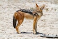 Jackal mamal of africa namibia deserts and nature in national parks
