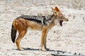 Jackal mamal of africa namibia deserts and nature in national parks