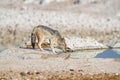 Jackal mamal of africa namibia deserts and nature in national parks
