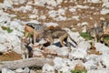 Jackal mamal of africa namibia deserts and nature in national parks