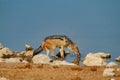 Jackal mamal of africa namibia deserts and nature in national parks