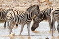 African mammal zebras deserts and nature in national parks Royalty Free Stock Photo