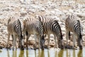 African mammal zebras deserts and nature in national parks Royalty Free Stock Photo