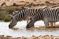 African mammal zebras deserts and nature in national parks Royalty Free Stock Photo