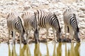 African mammal zebras deserts and nature in national parks Royalty Free Stock Photo