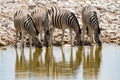 African mammal zebras deserts and nature in national parks Royalty Free Stock Photo