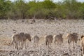 African mammal zebras deserts and nature in national parks Royalty Free Stock Photo