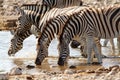 African mammal zebras deserts and nature in national parks Royalty Free Stock Photo