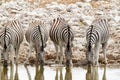 African mammal zebras deserts and nature in national parks Royalty Free Stock Photo