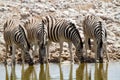 African mammal zebras deserts and nature in national parks Royalty Free Stock Photo