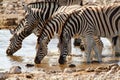 African mammal zebras deserts and nature in national parks Royalty Free Stock Photo