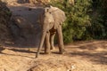 Desert elephant deserts and nature in national parks