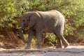 Desert elephant deserts and nature in national parks