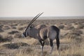 Namibia: Eiland in the Etosha National Park Royalty Free Stock Photo