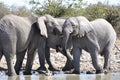 Namibia: elephants at the Halali waterhole in Etosha S