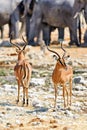 Namibia. Etosha National Park. Black faced Impala