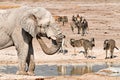 Namibia. Etosha National Park. An elephant drinking at a waterhole