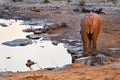 Namibia. Etosha National Park. Elephant drinking at a waterhole at sunset Royalty Free Stock Photo