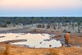 Namibia. Etosha National Park. Elephant drinking at a waterhole at sunset Royalty Free Stock Photo