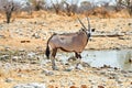 Namibia. Etosha National Park. Gemsbok Oryx