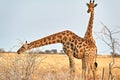 Namibia. Etosha National Park. Giraffes in the wild