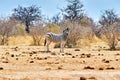 Namibia. Etosha National Park. Zebra in the wild