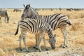 Namibia. Etosha National Park. Zebras cuddling in the wild