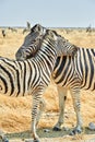 Namibia. Etosha National Park. Zebras cuddling in the wild