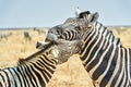 Namibia. Etosha National Park. Zebras cuddling in the wild